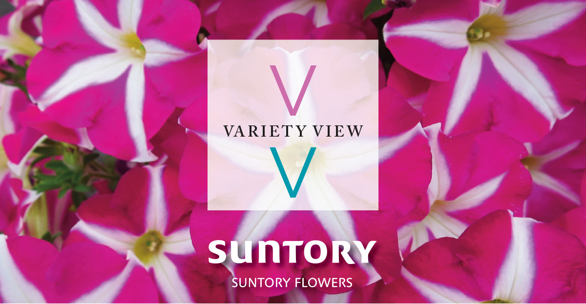Suntory Flowers Variety View newsletter header image