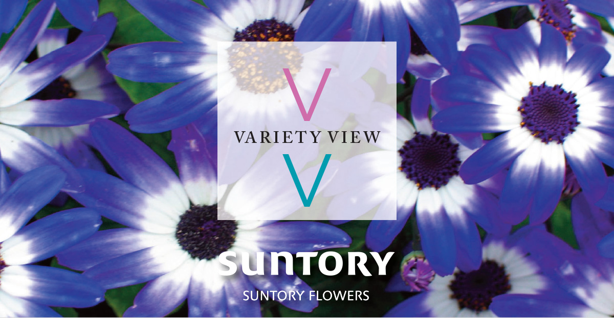 Suntory Flowers Variety View newsletter header image