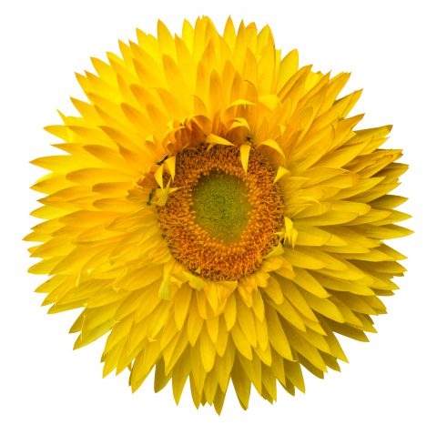 Bracteantha Granvia Gold_Z6S2271