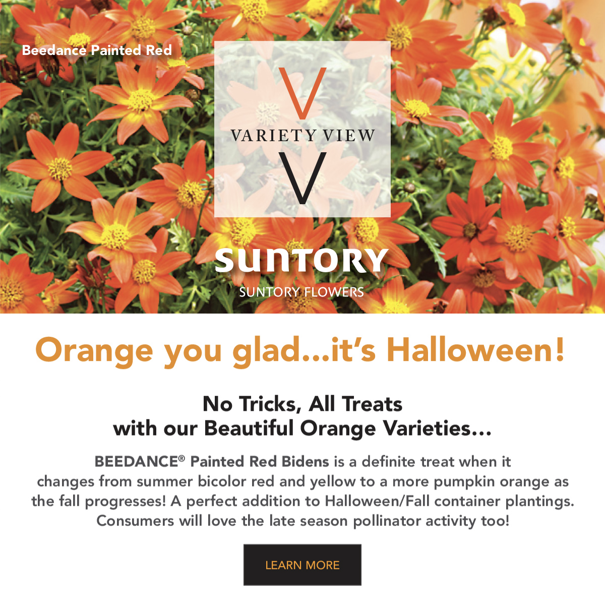 Suntory Flowers variety view - happy halloween