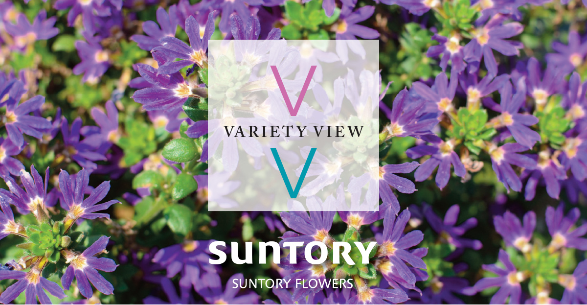 Suntory Flowers Variety View newsletter header image