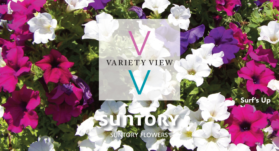 Suntory Flowers Surfinia Mixwers