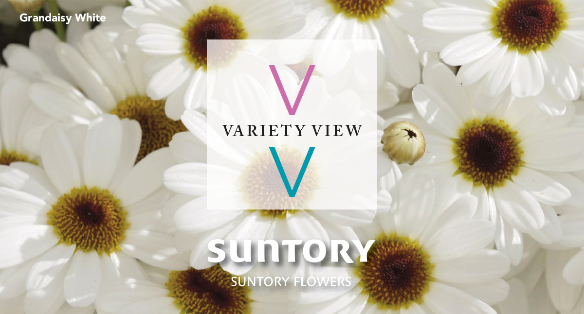 Happy Thanksgiving from Suntory FLowers