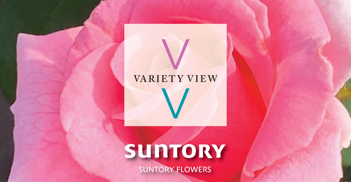 Suntory Flowers Variety View newsletter header image