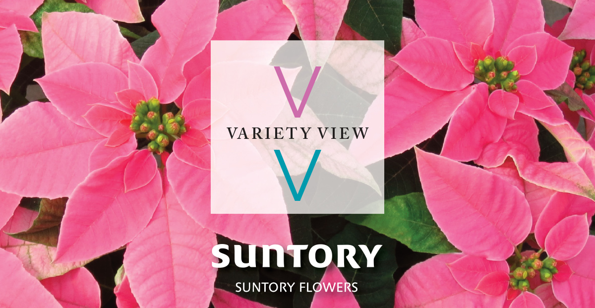 Suntory Flowers Variety View – Time to Rebook Princettia!