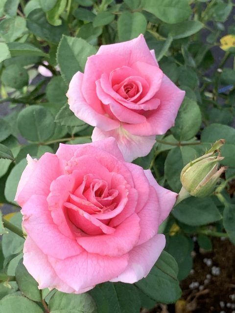 Rose-Brindabella-Pink-Princess-001