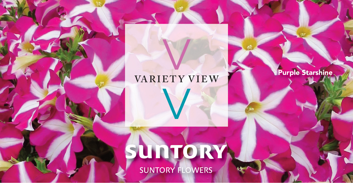 Suntory Flowers Variety View newsletter header image