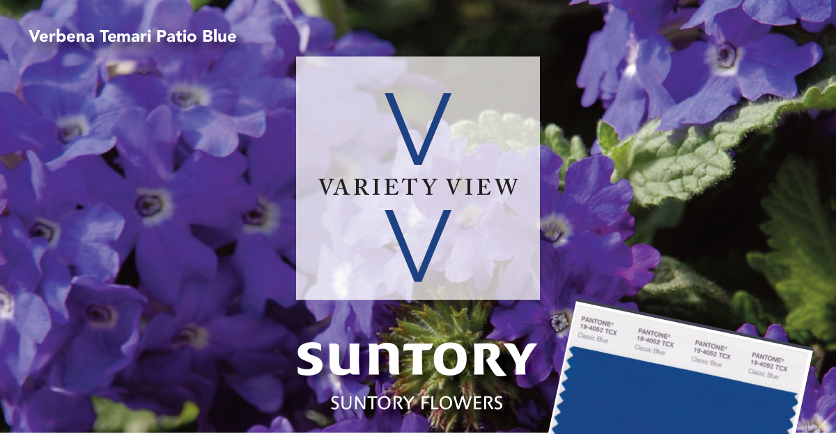 Suntory Flowers Variety View newsletter header image