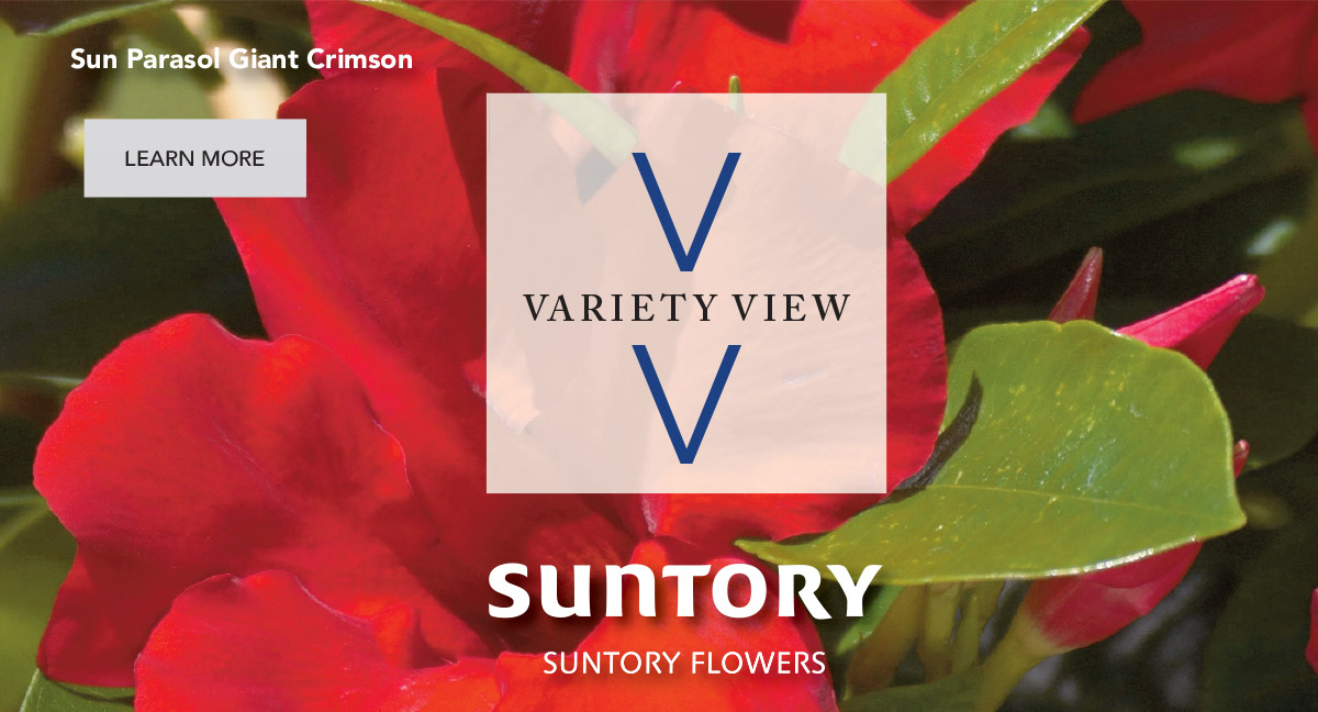 Suntory Flowers Variety View newsletter header image