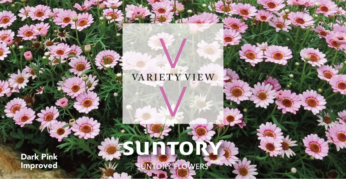 Suntory Flowers Variety View newsletter header image