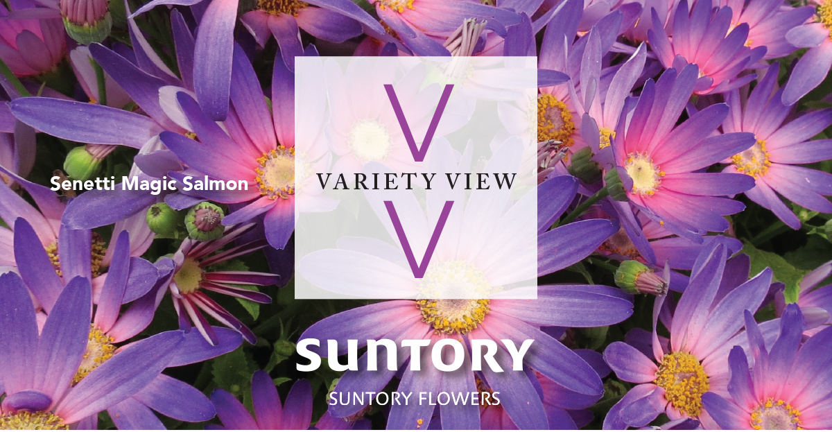Suntory Flowers Variety View newsletter header image