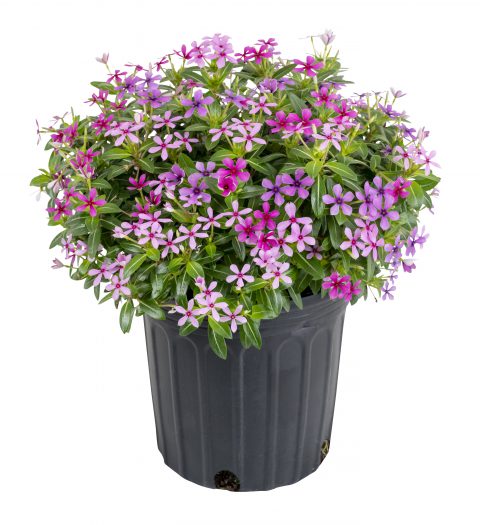 Catharanthus Soiree Kawaii Berry Blast Mix_Z6S0446
