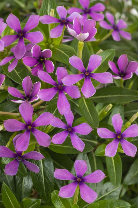 Catharanthus Soiree Kawaii Blueberry Kiss_Z6S0462