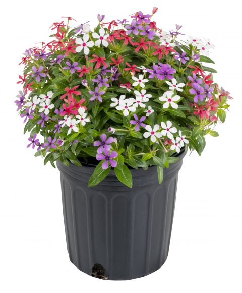 Catharanthus Soiree Kawaii Lady Liberty Mix_Z6S0437