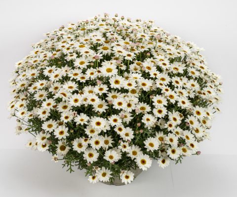 Grandaisy White Improved