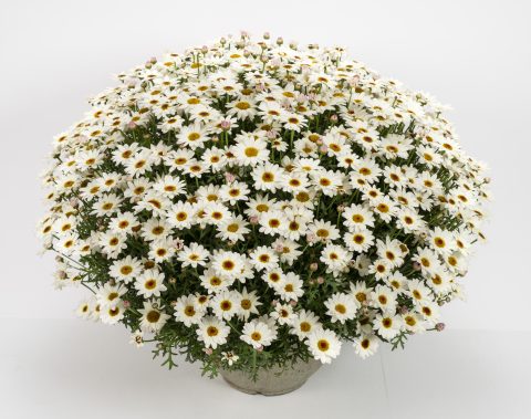 Grandaisy White Improved