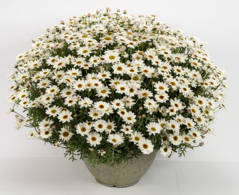 Grandaisy White Improved