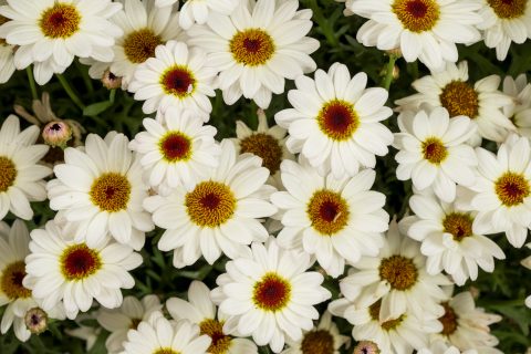 Grandaisy White Improved