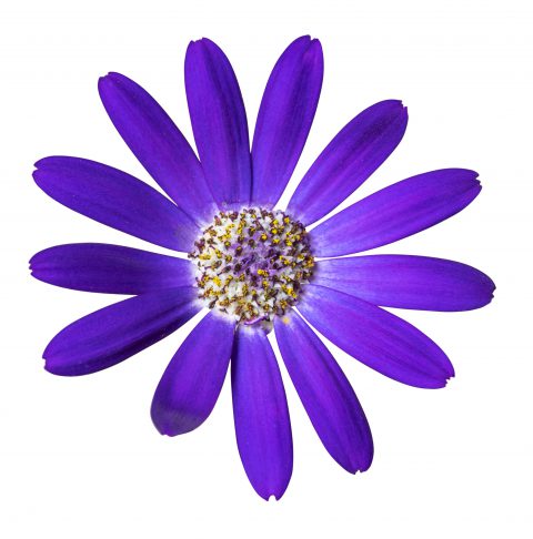 Pericallis Senetti Violet_Z6S1999