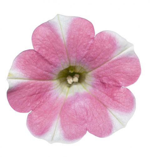 Petunia Surfinia Heartbeat Improved_Z6S1879