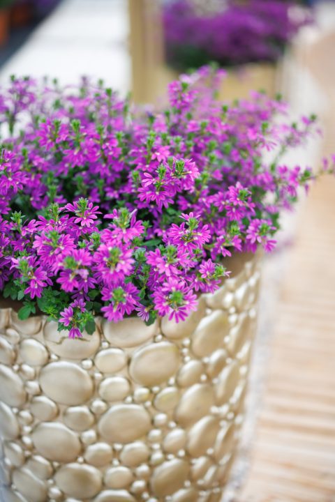Surdiva Purple Improved 004