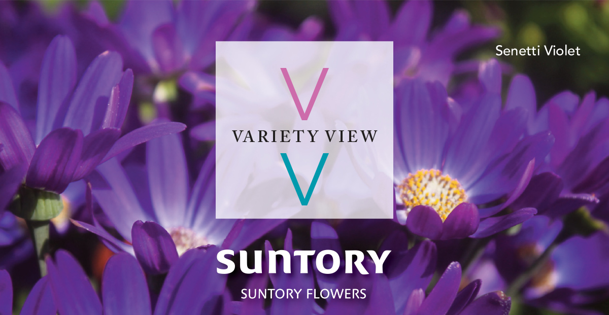 Senetti Violet