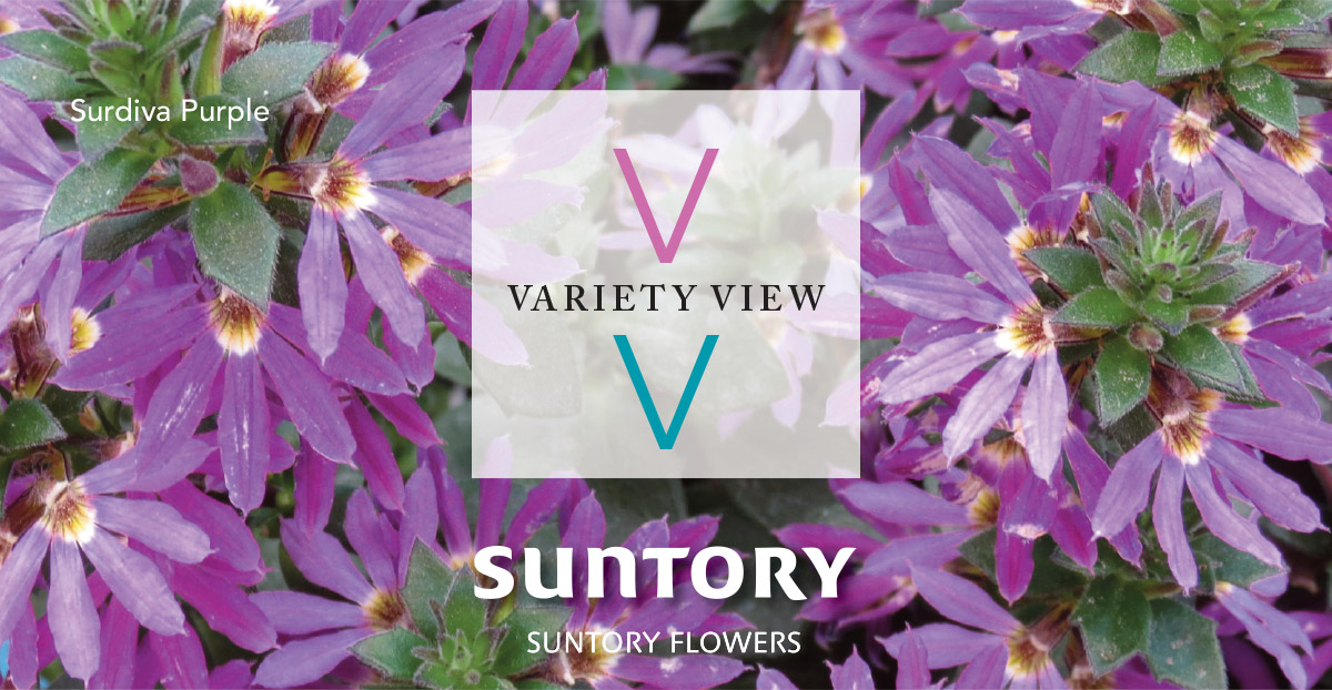 Suntory Flowers Variety View newsletter header image