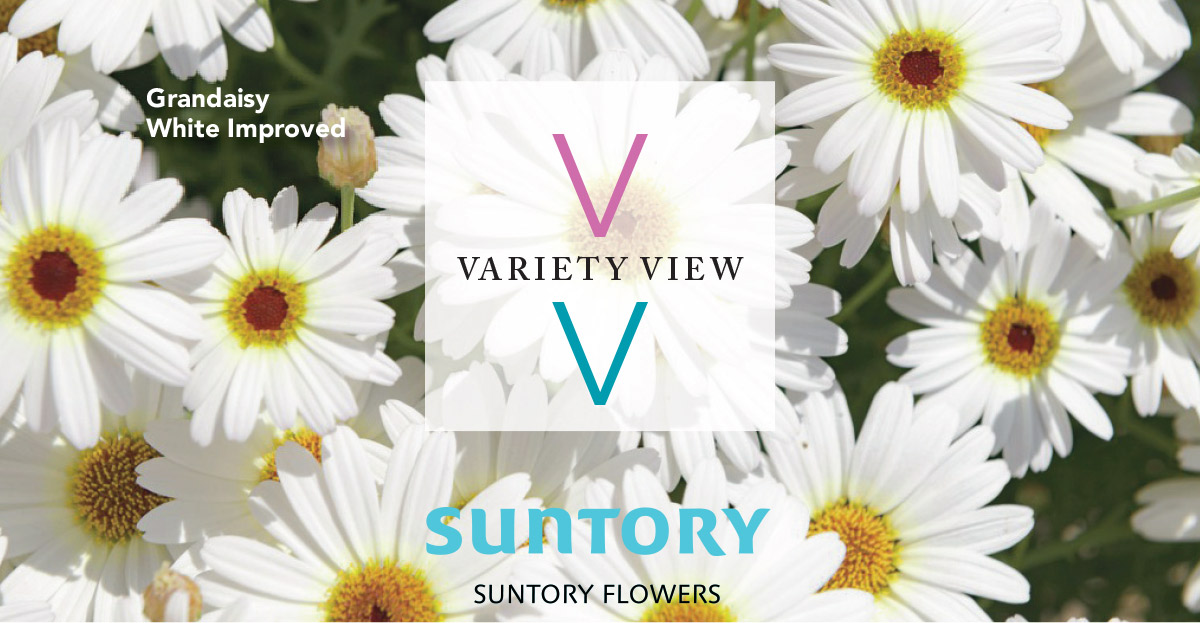 Suntory Flowers Grandaisy White Improved
