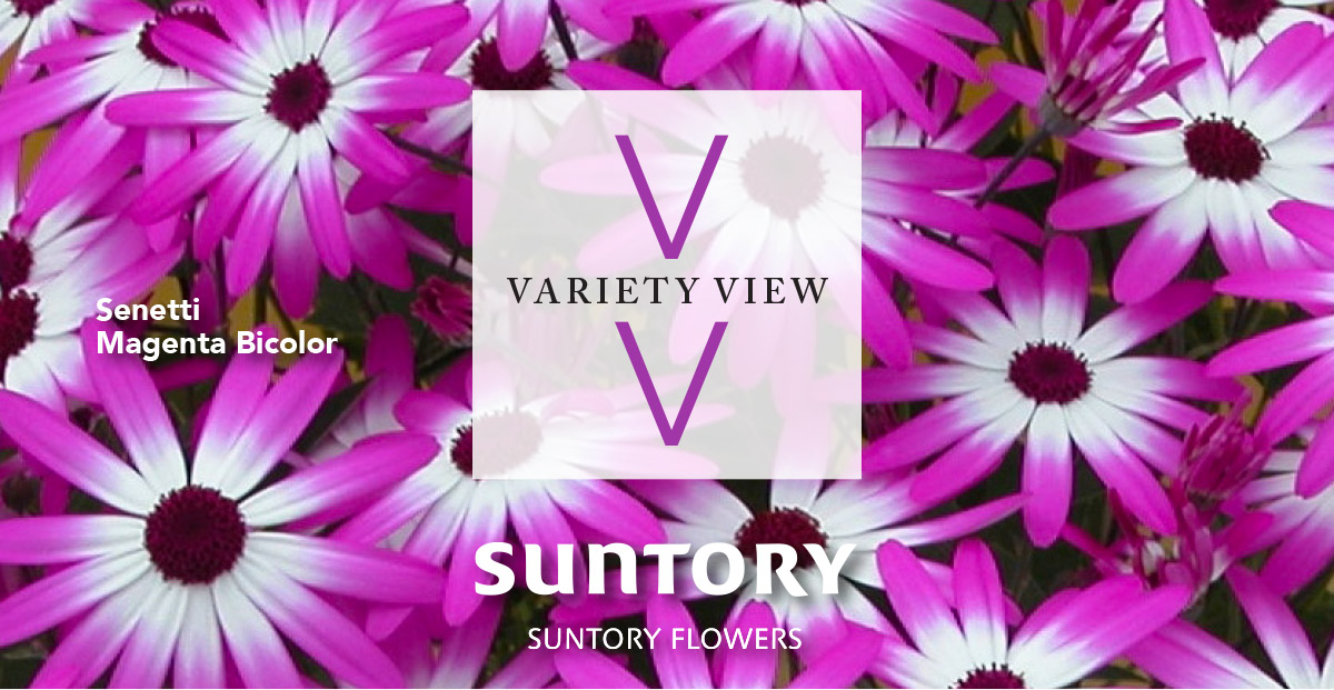 Suntory Flowers Variety View newsletter header image