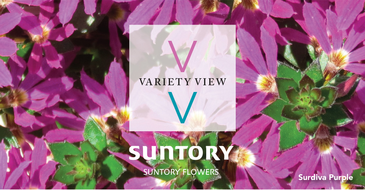 Suntory Flowers Variety View newsletter header image