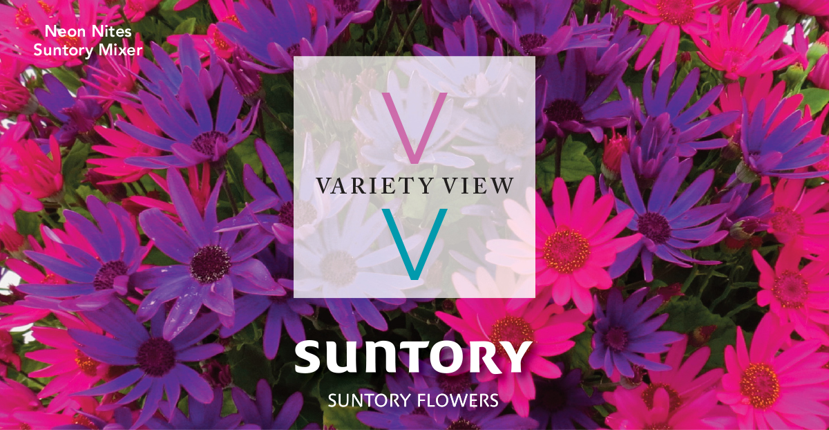 Senetti Suntory Mixers Pair Top Sellers