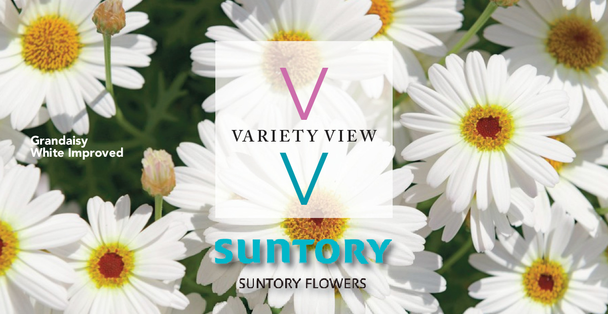 Suntory Flowers Variety View newsletter header image