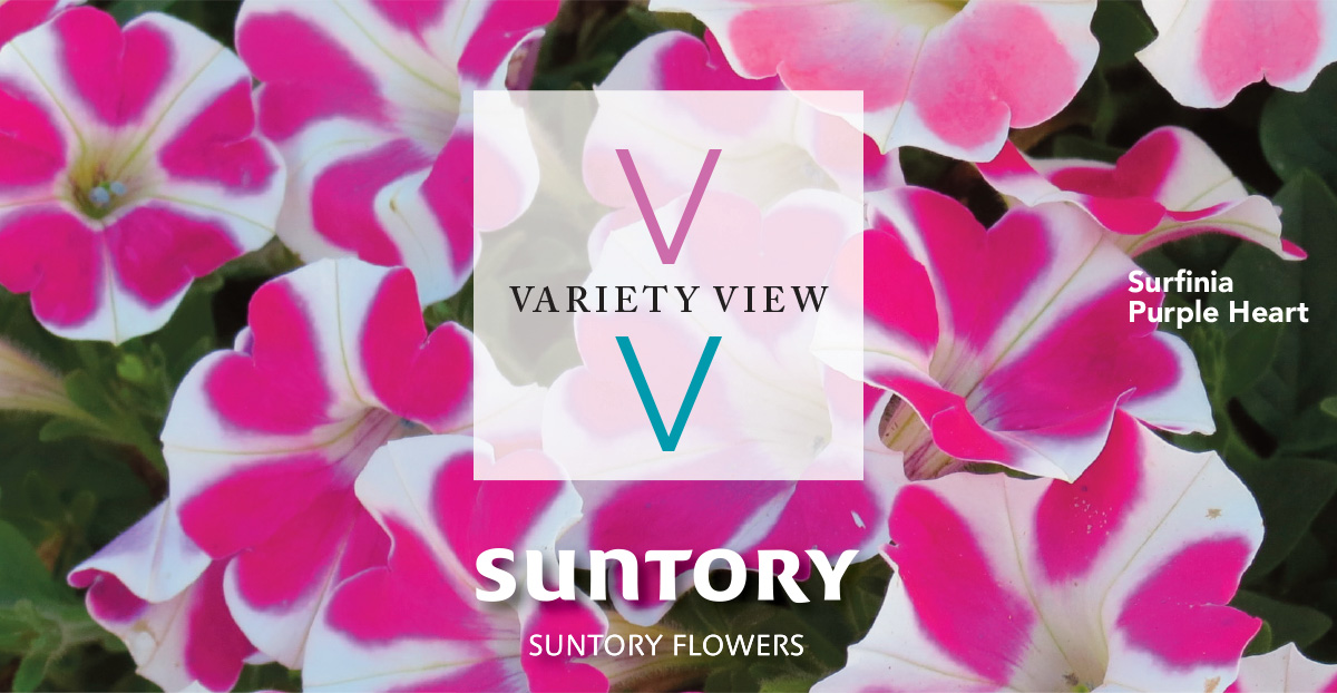 Suntory Flowers Variety View newsletter header image
