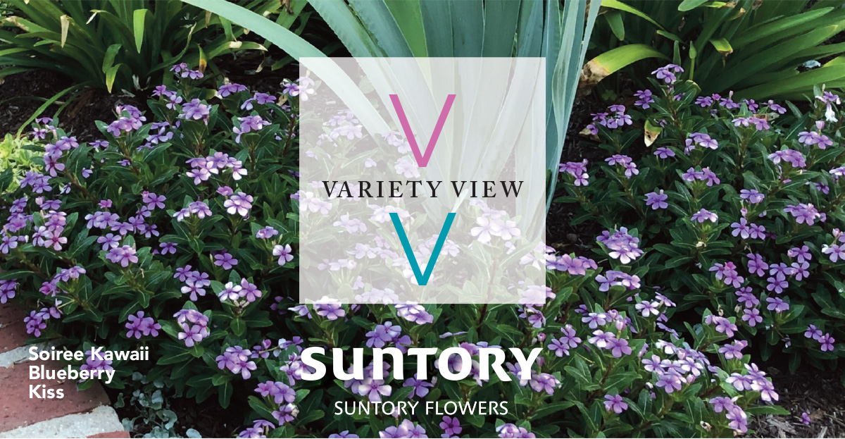 Suntory Flowers Variety View newsletter header image