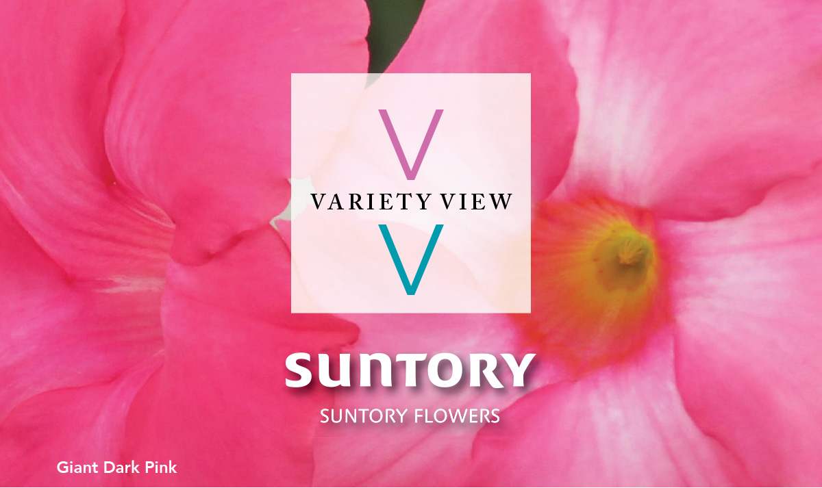 Suntory Flowers Variety View newsletter header image
