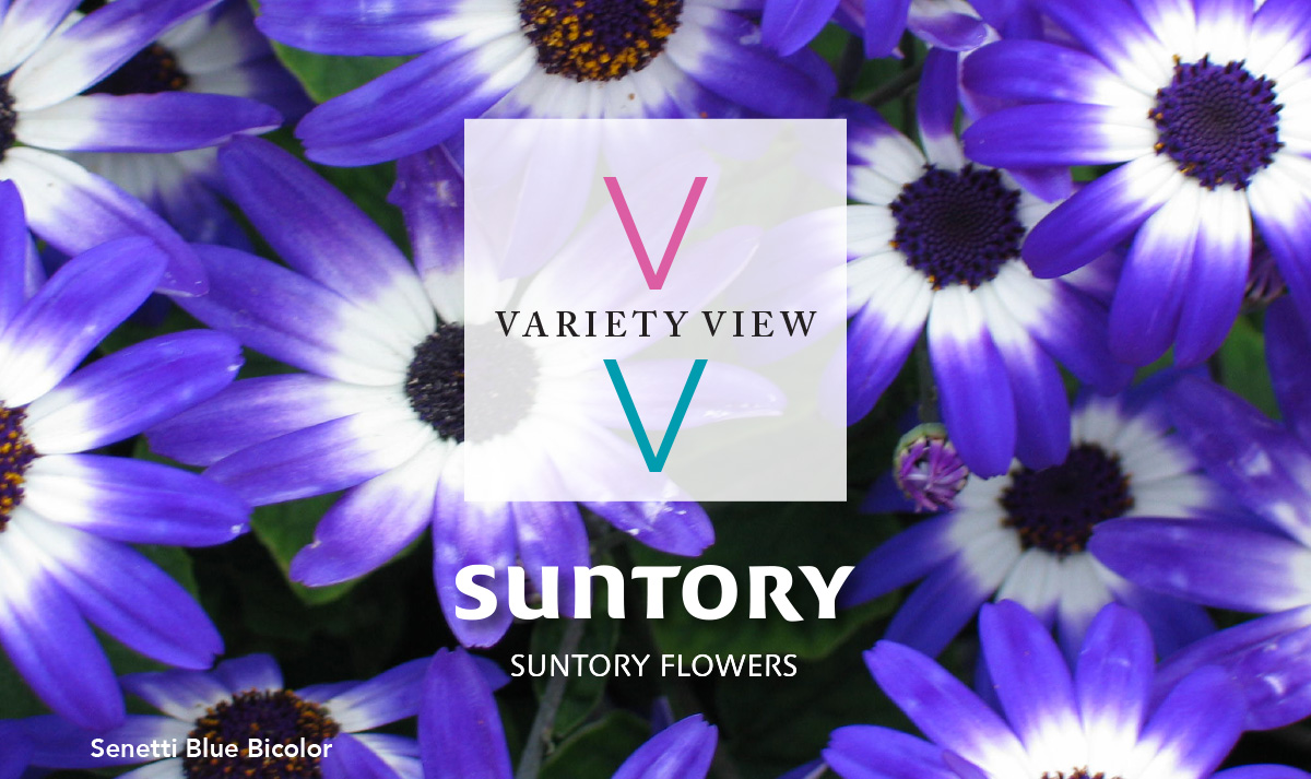 Suntory Flowers Variety View newsletter header image