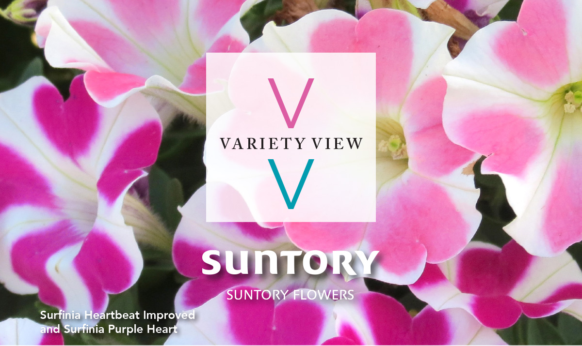 Suntory Flowers Variety View newsletter header image