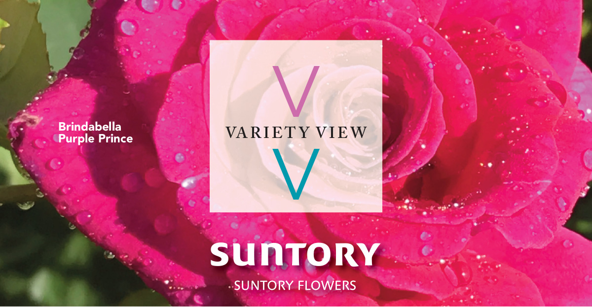 Suntory Flowers Variety View newsletter header image