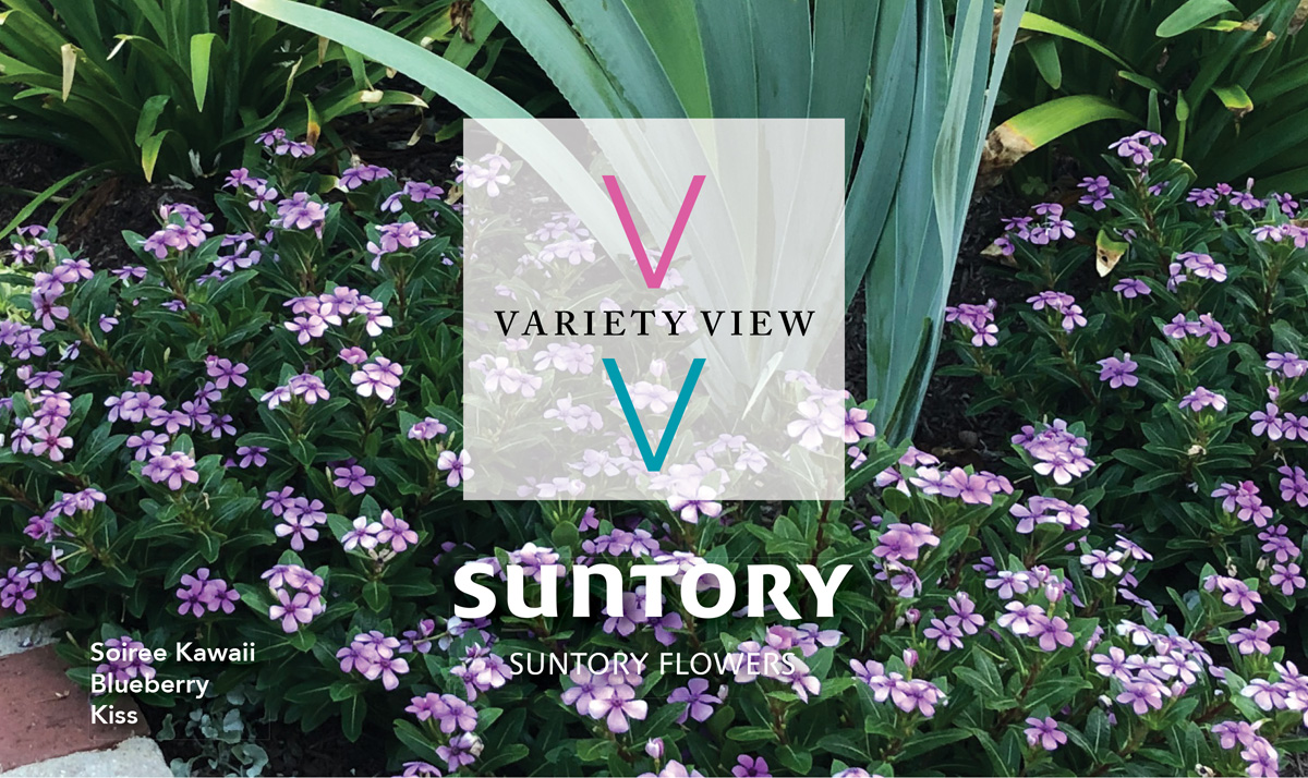 Suntory Flowers Variety View newsletter header image
