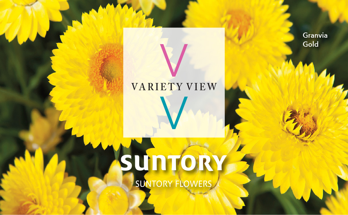 Suntory Flowers Variety View newsletter header image