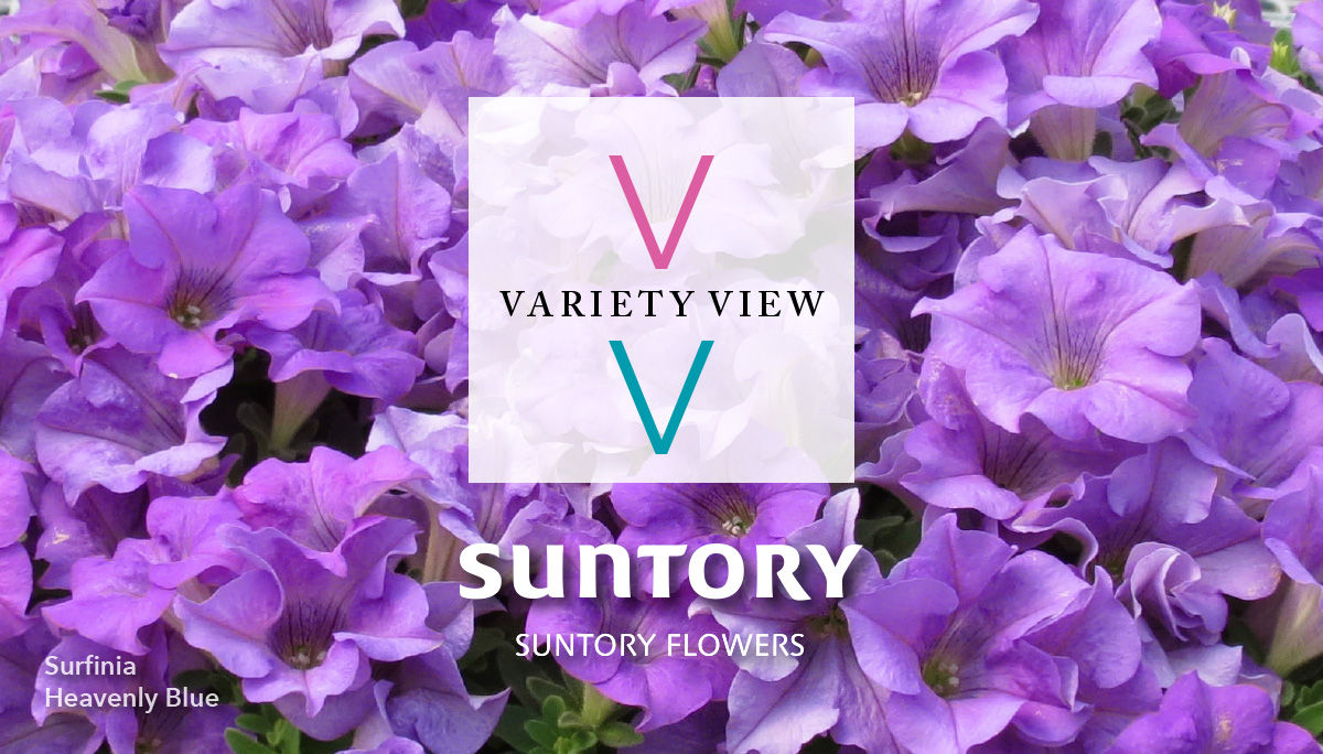 Suntory Flowers Variety View newsletter header image