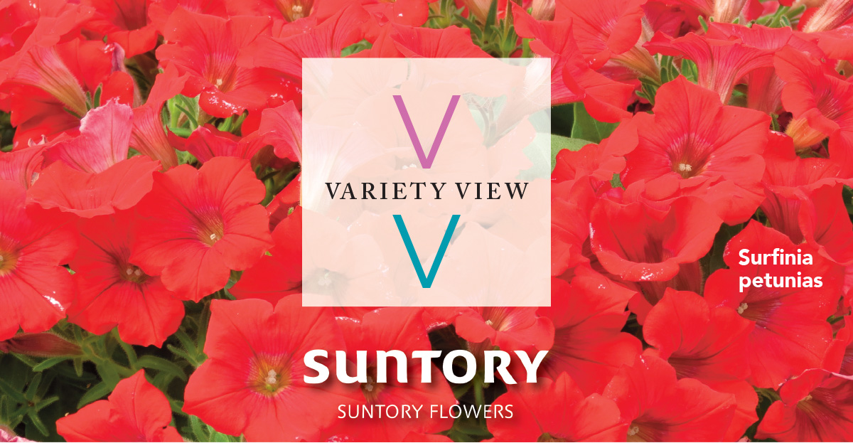 Suntory Flowers Variety View newsletter header image