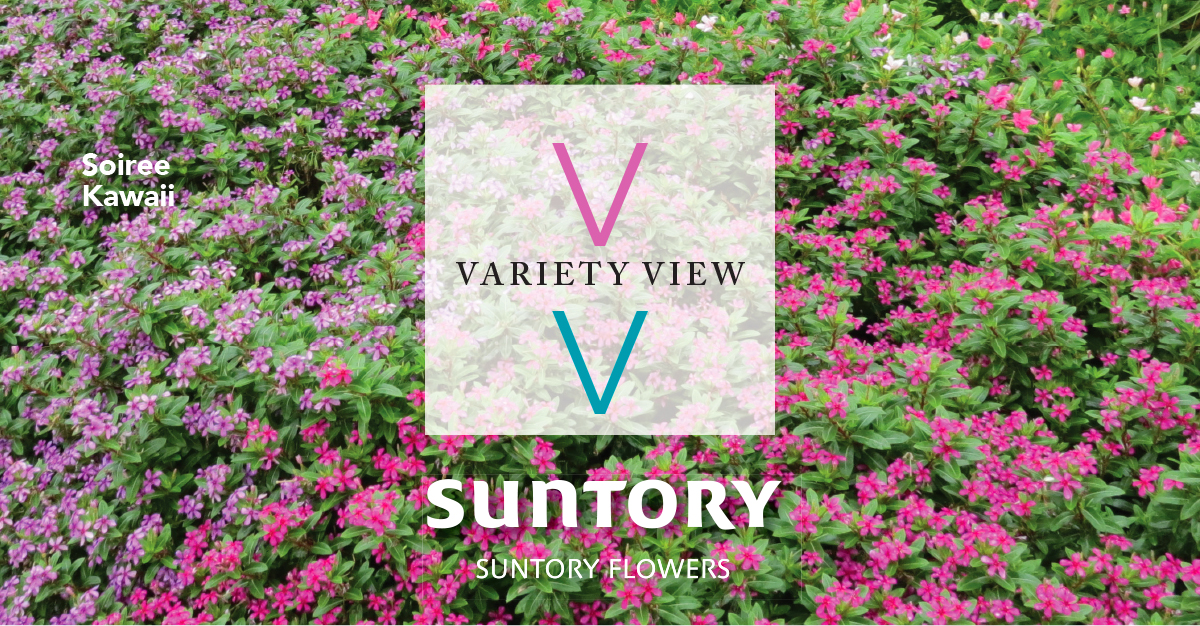 Suntory Flowers Variety View newsletter header image