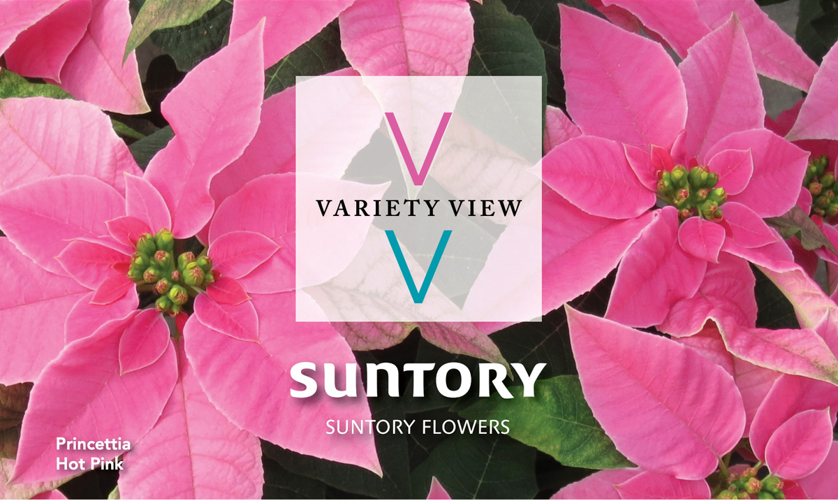Princettia Suntory Flowers Variety View newsletter header image