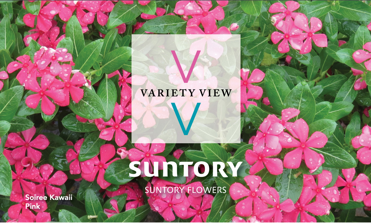 Suntory Flowers Variety View Soiree Kawaii newsletter header image