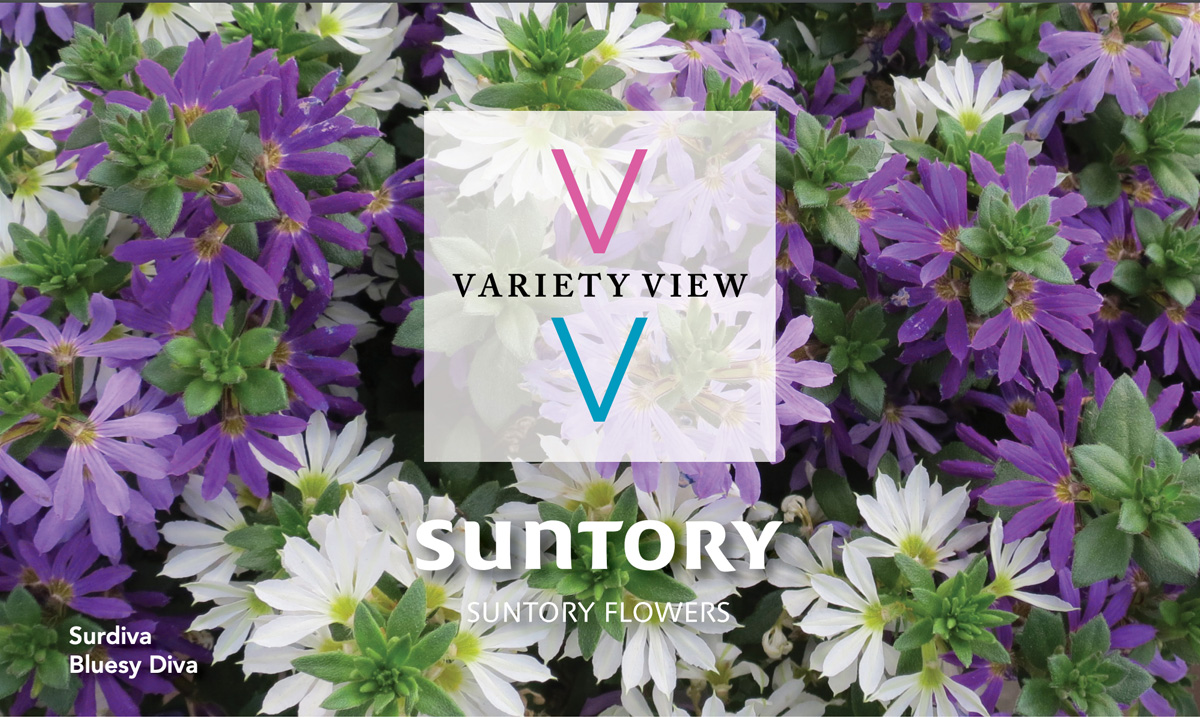 Suntory Flowers Variety View newsletter header image Surdiva Summer Combos