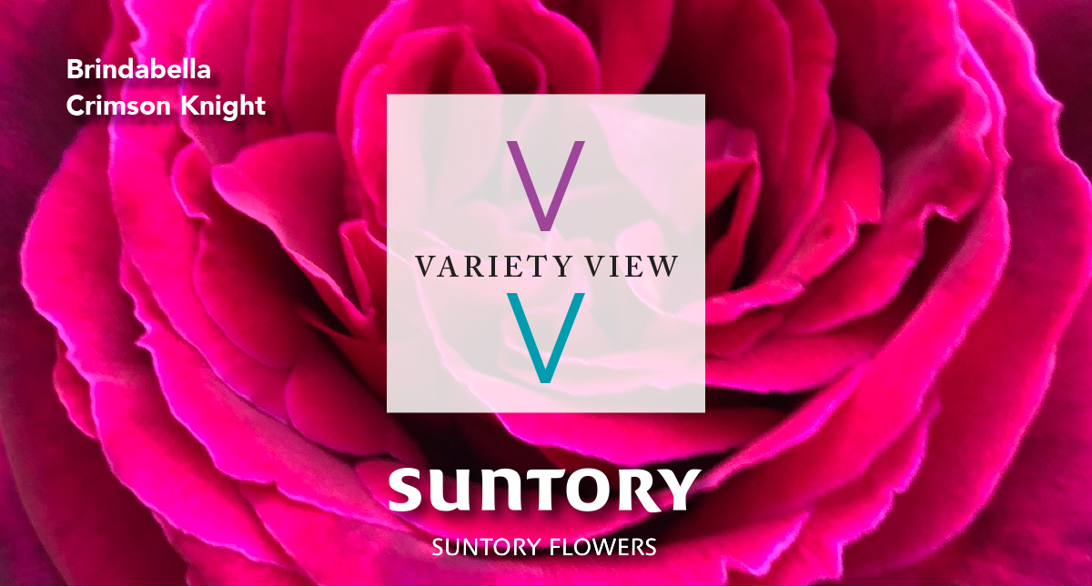 Suntory Flowers Variety View newsletter header image