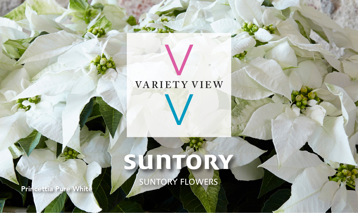 Suntory Flowers Variety View newsletter header image