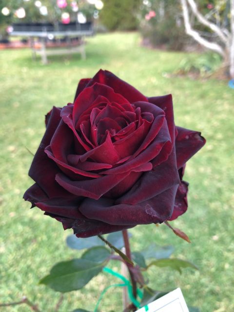 Rose-Brindabella-Crimson-Knight-006