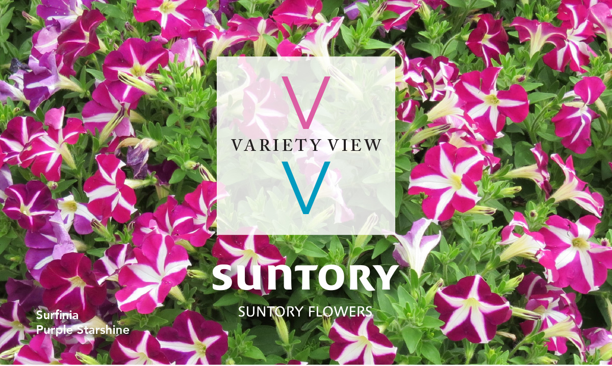 Suntory Flowers Variety View newsletter header image